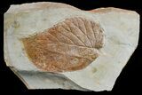 Paleocene Fossil Leaf (Davidia) - Montana #165007-1